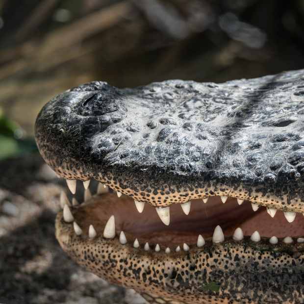 crocodile