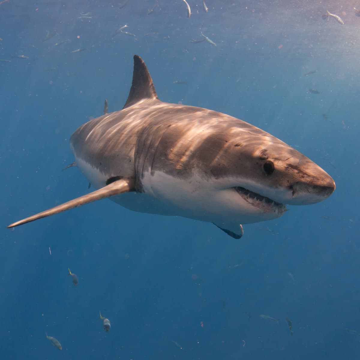 Great white shark pinged off Jersey shore coast 