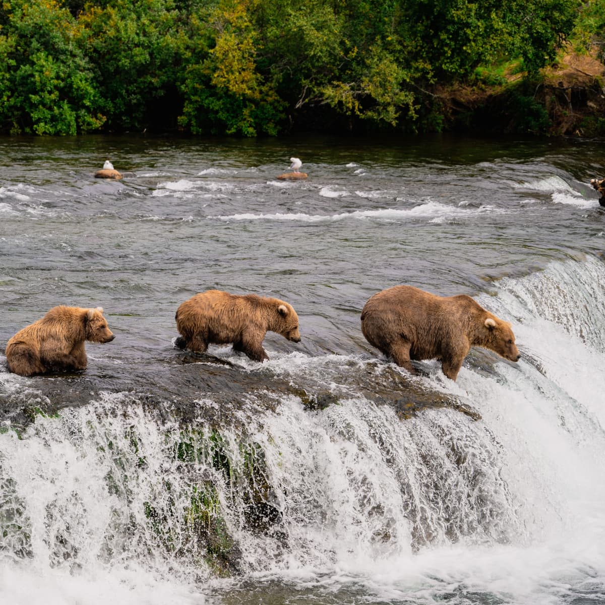 Bear Stream Fishing on Canvas (8x10) – Poised Wanderer