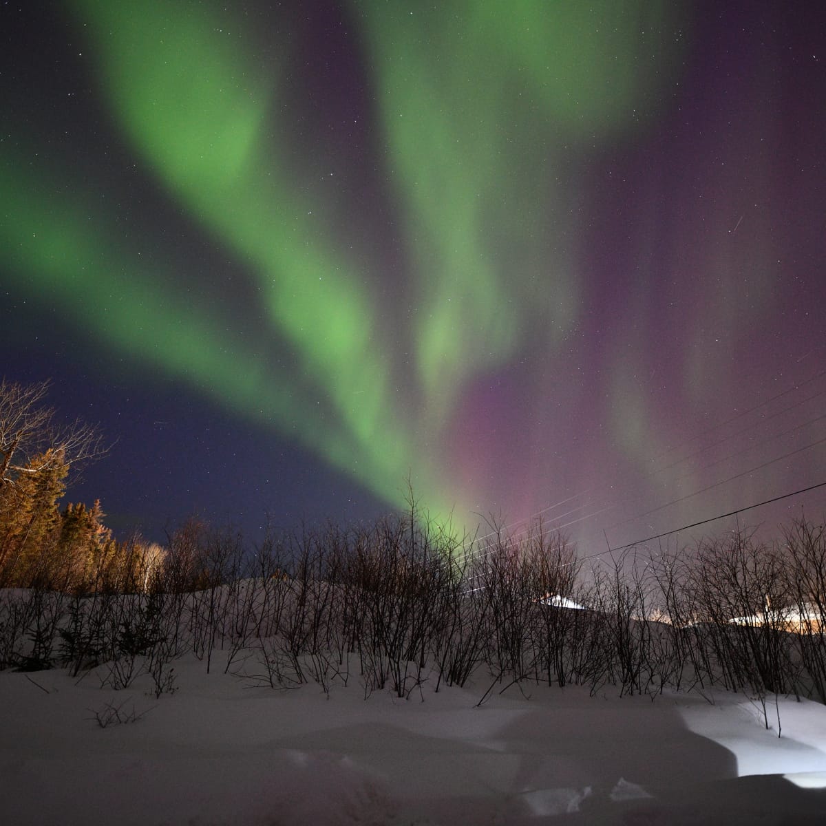 Nature Photographer Gets a Scary but Sweet Visitor While Watching the Northern  Lights - WanderWisdom News