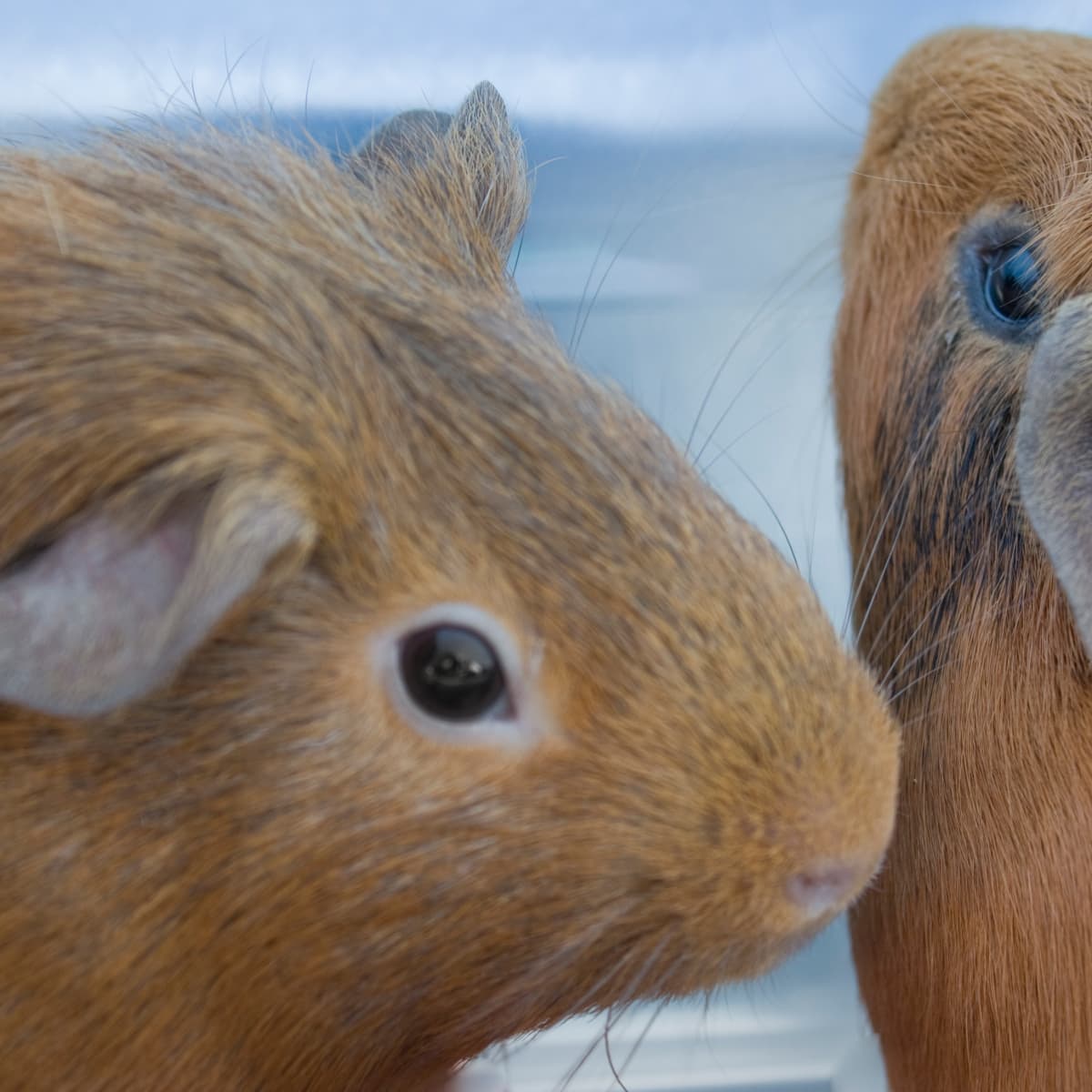 Guinea Pigs: Why They're Not Starter Pets