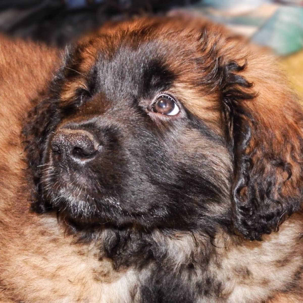 are leonbergers good family dogs