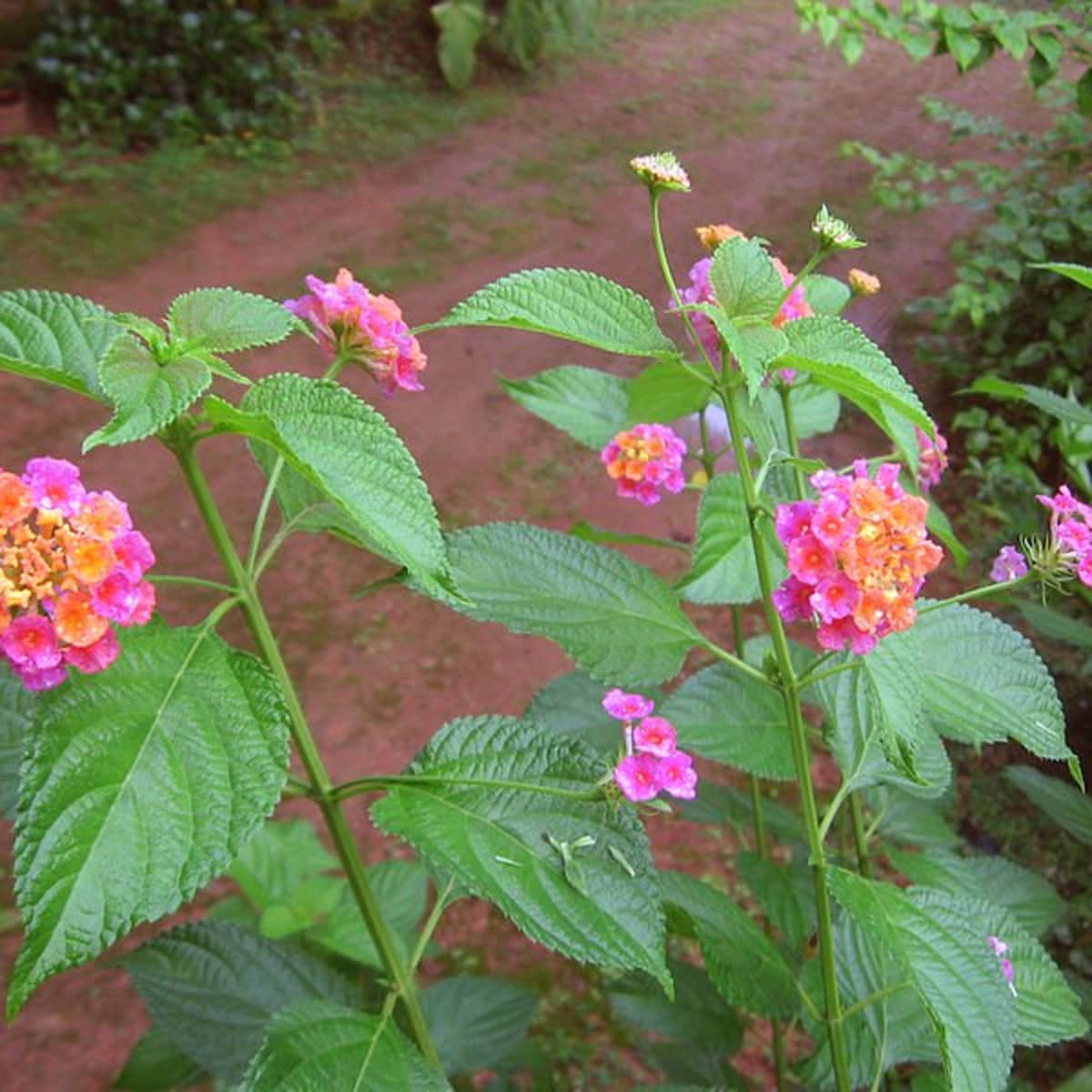 Facts About the Lantana Flower - Dengarden