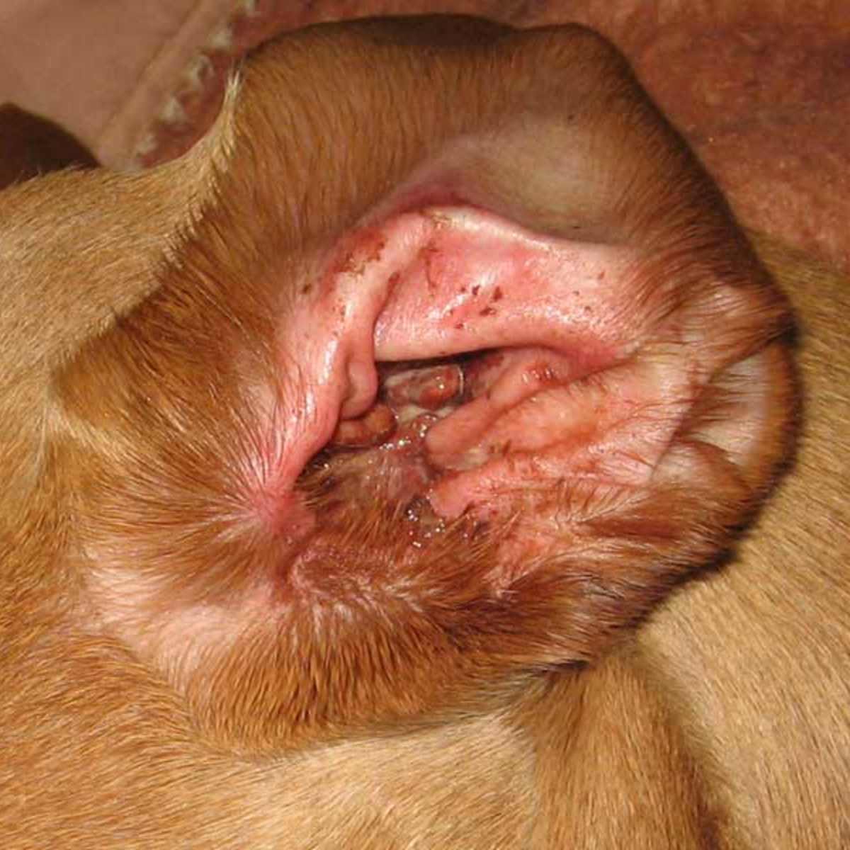 How To Deal With Dog Ear Infections Pethelpful