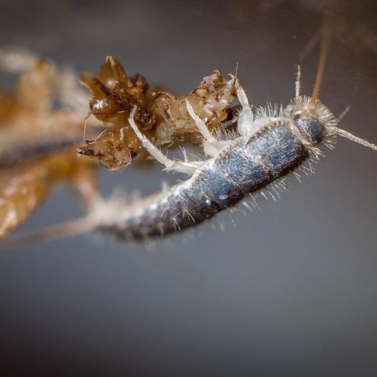 Silverfish Features, Life Cycle, Effects, and Pest Control - Dengarden