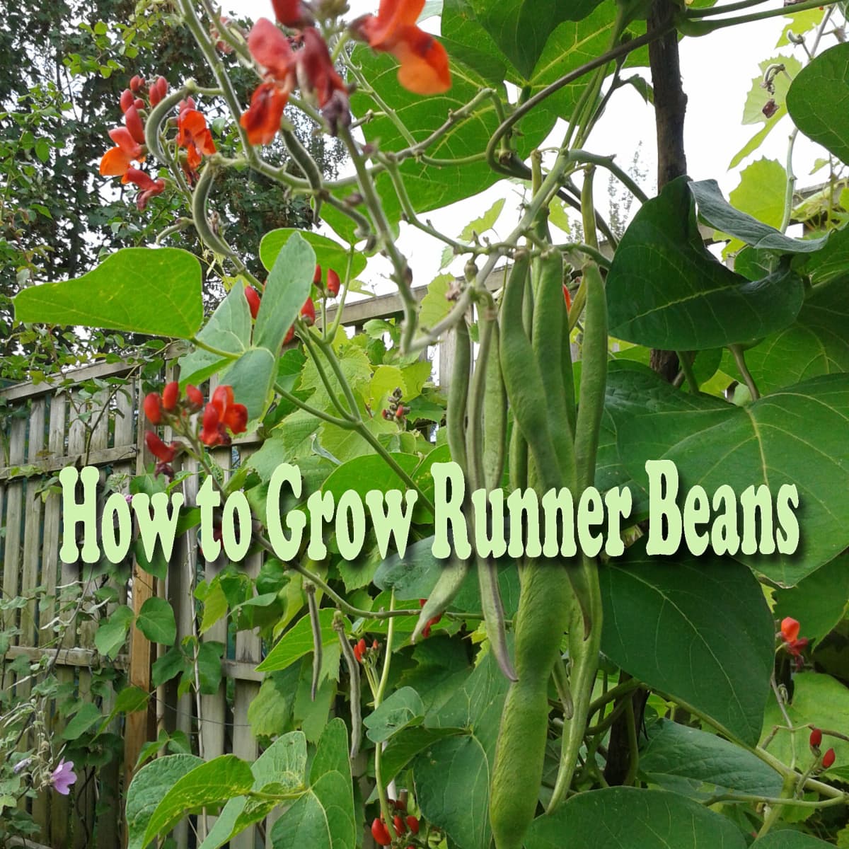 how to grow runner beans - dengarden