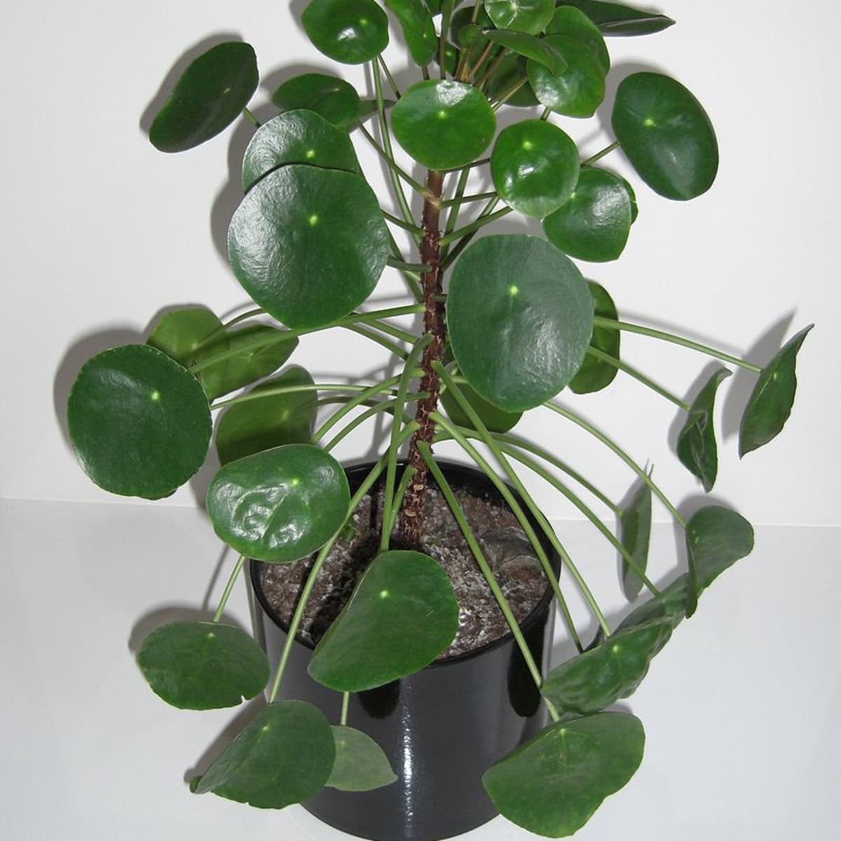 Is The Popular Jade Plant Poisonous Or