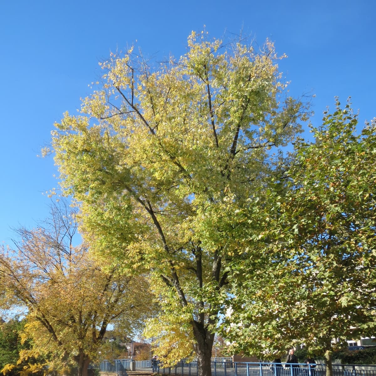 Silver Maple Nuisance Tree Or Landscaper S Dream Dengarden