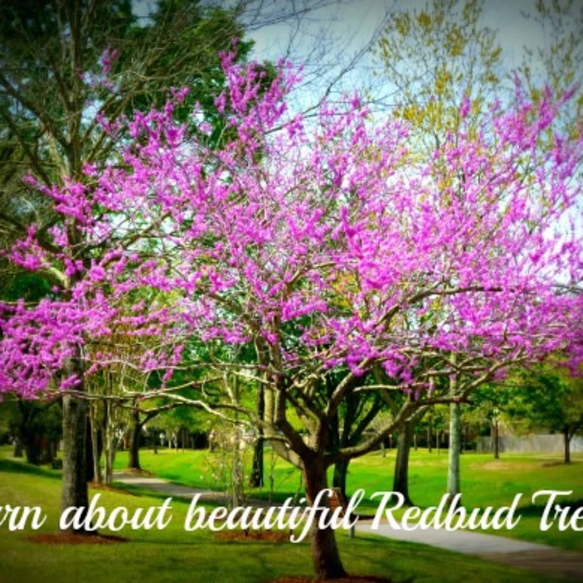 Pictures Of The Beautiful Spring Flowering Ornamental Redbud Tree Dengarden