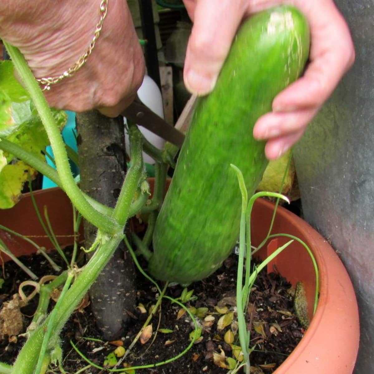 How To Grow Cucumbers From Seed In Containers / How To Grow Cucumbers
