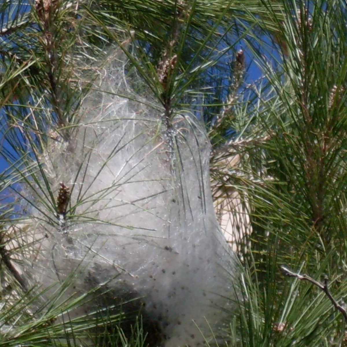 How To Get Rid Of Pine Processionary Caterpillar Nests Dengarden Home And Garden