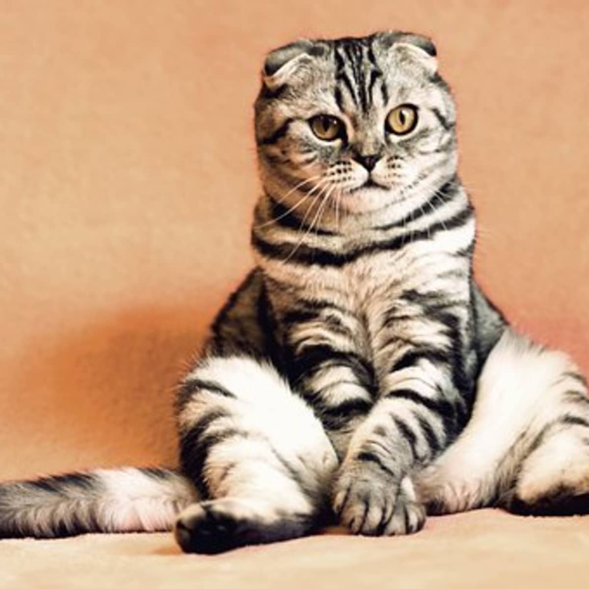 50 Cat Idioms And Phrases Owlcation