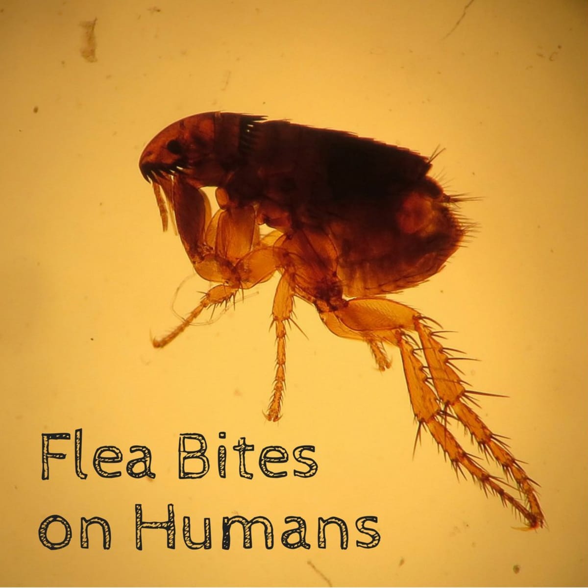 do flea bites look like pimples on dogs