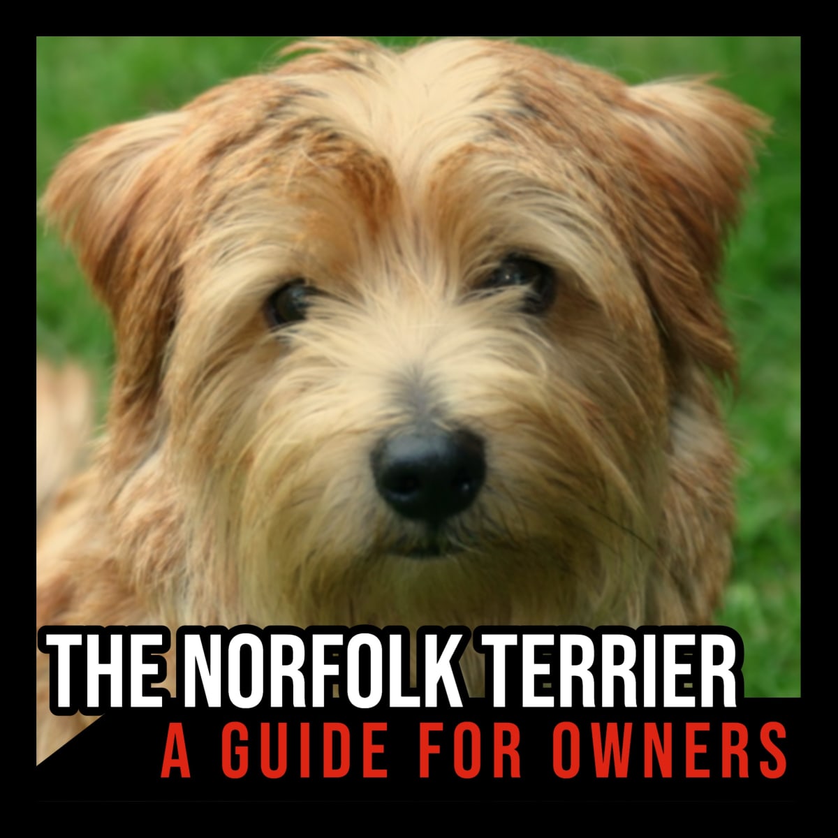 does the norfolk terrier like to swim