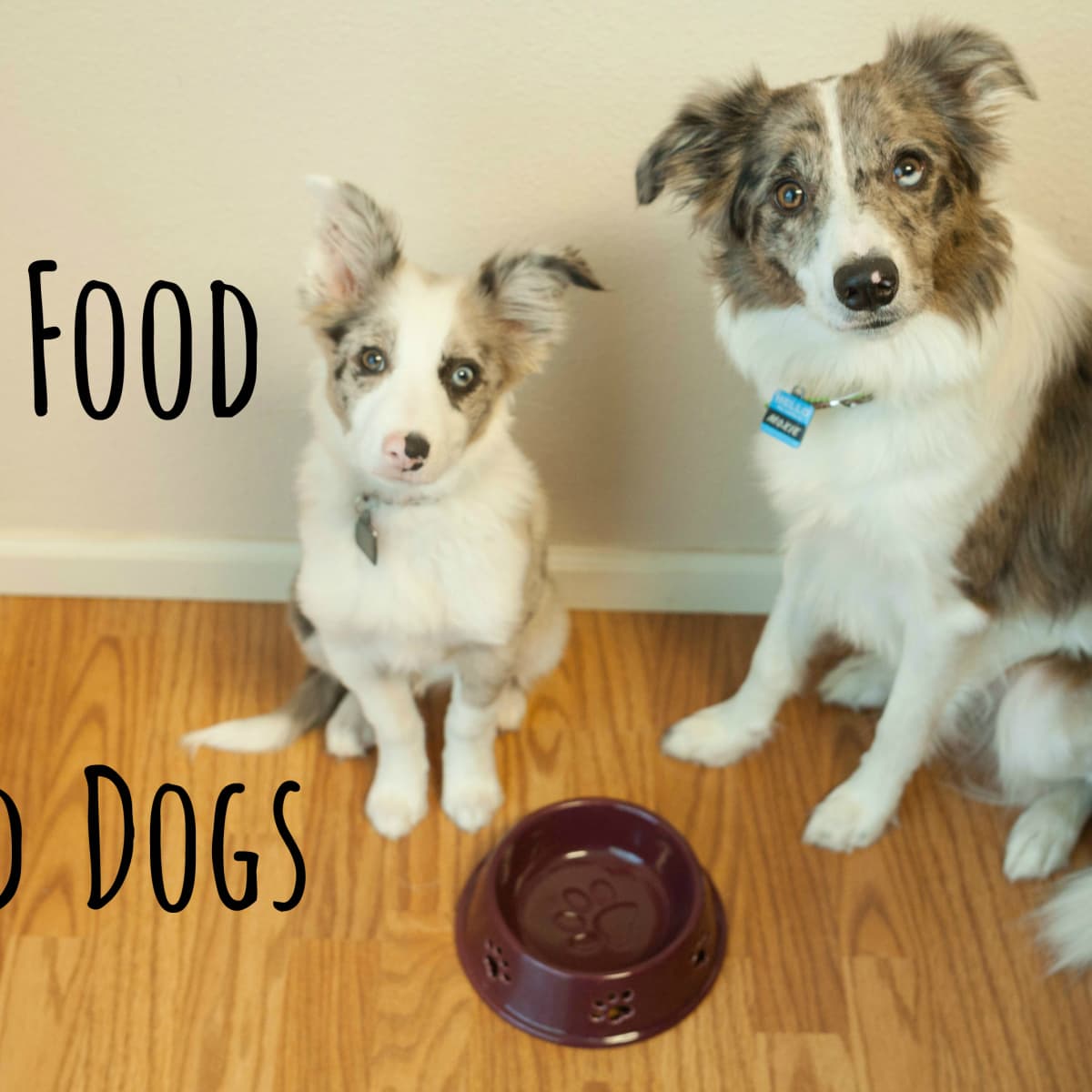 what kind of foods will kill a dog