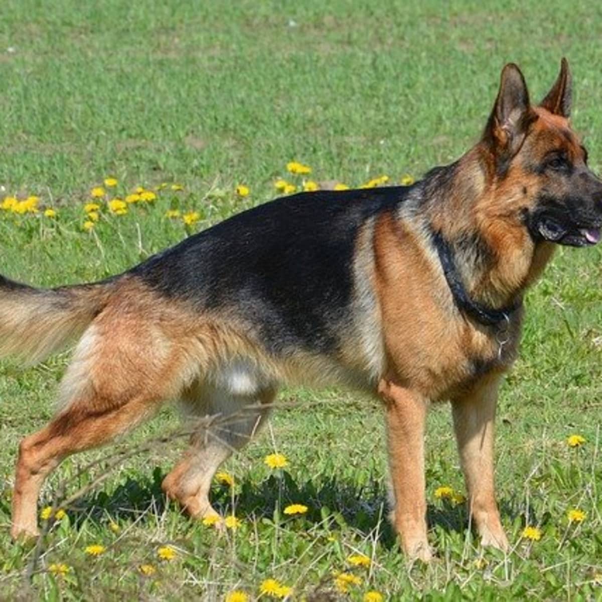 Are German Shepherds With A Straight Back German Or American