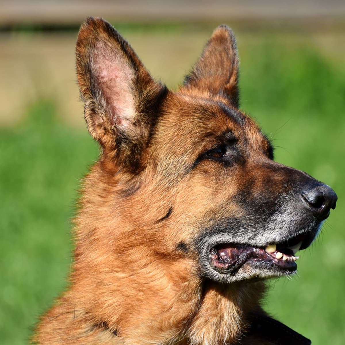 German Shepherd Dog Longhaired  buy a puppy   Look4dogcom