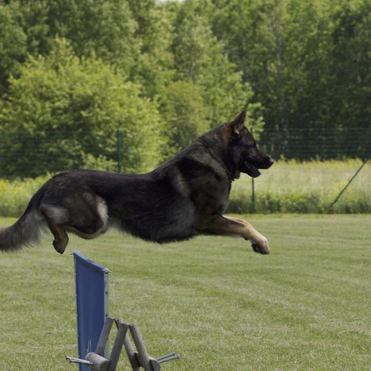 Are German Shepherds Good Agility Dogs