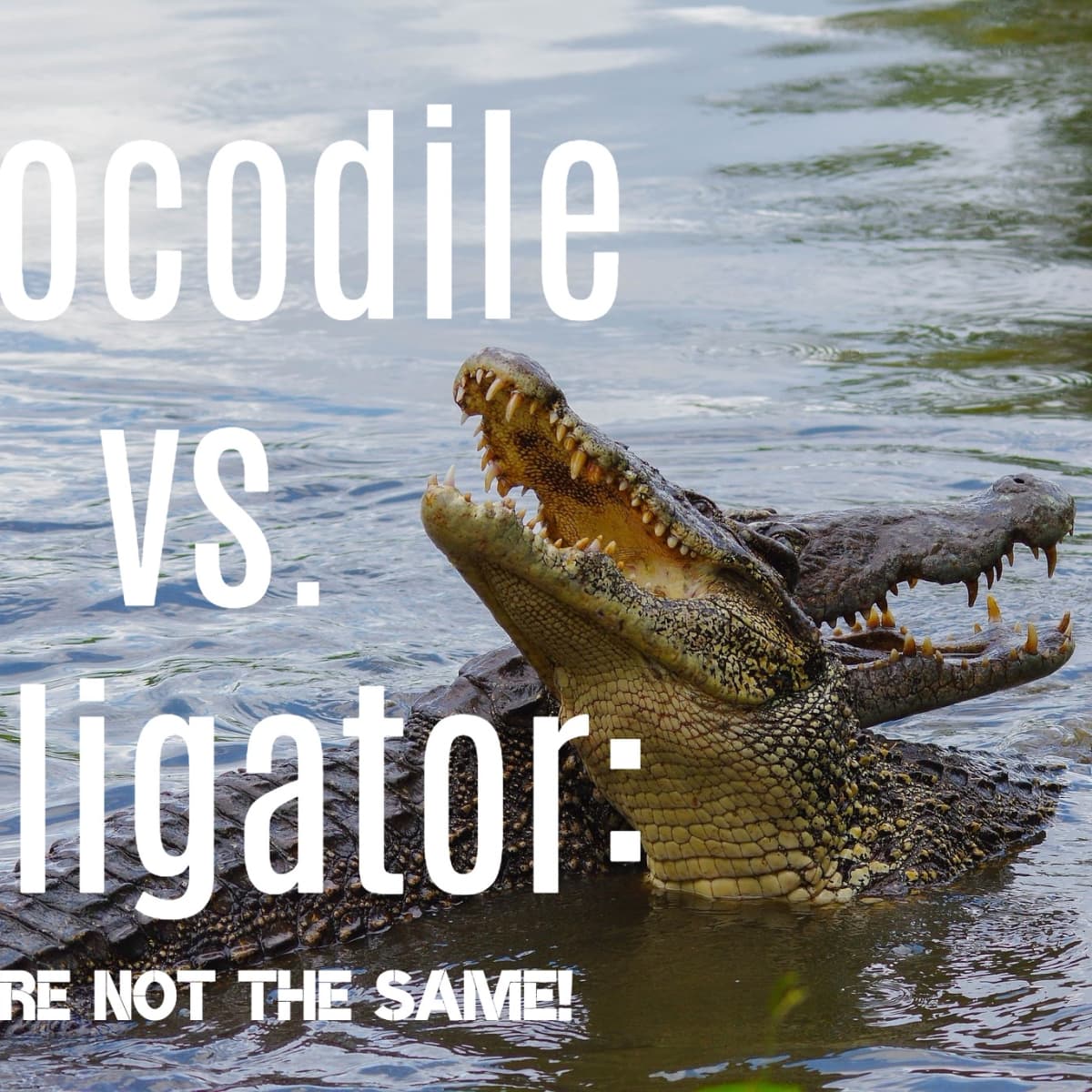 The 8 Main Differences Between Alligators And Crocodiles Owlcation - alligators vs crocodiles roblox games