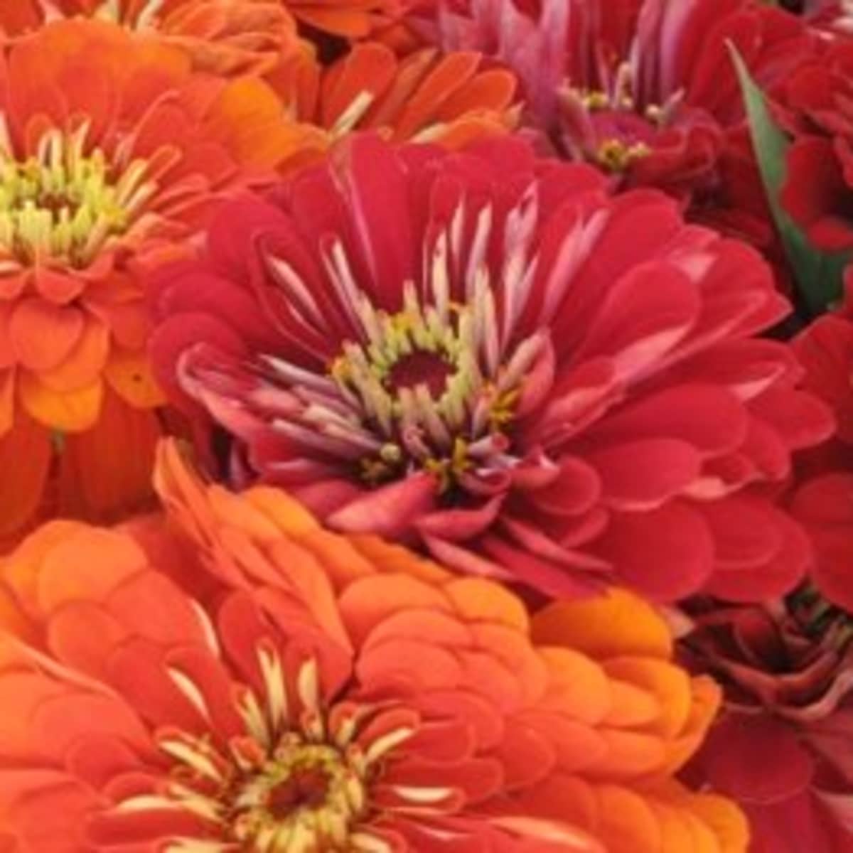 Growing Zinnia Flowers Easy Plants For Your Landscape And Containers Dengarden