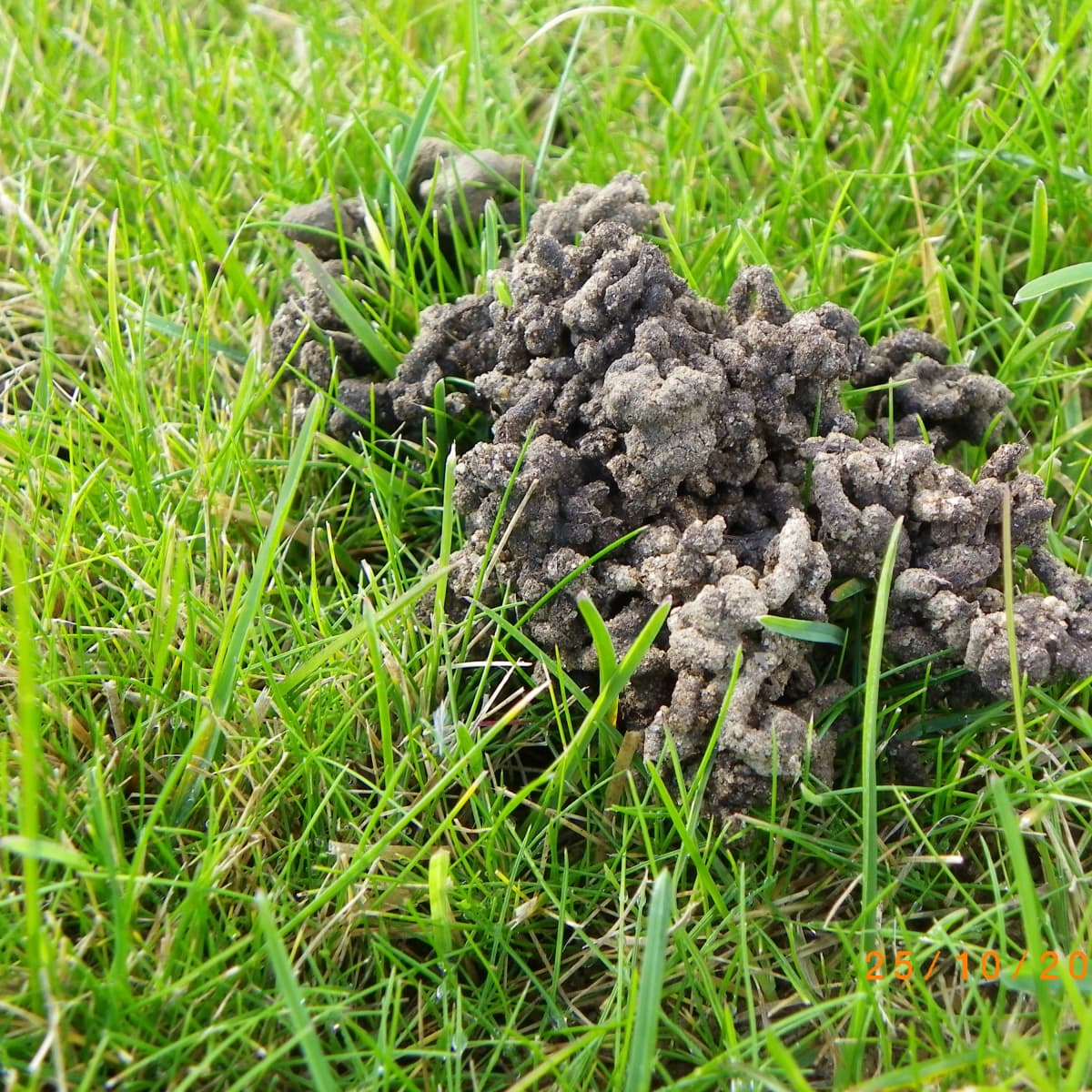 Животные поверхности почвы. Вредители газона. Норы дождевых червей на газоне.