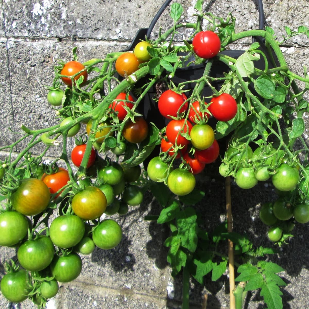 Growing Tomatoes in Pots