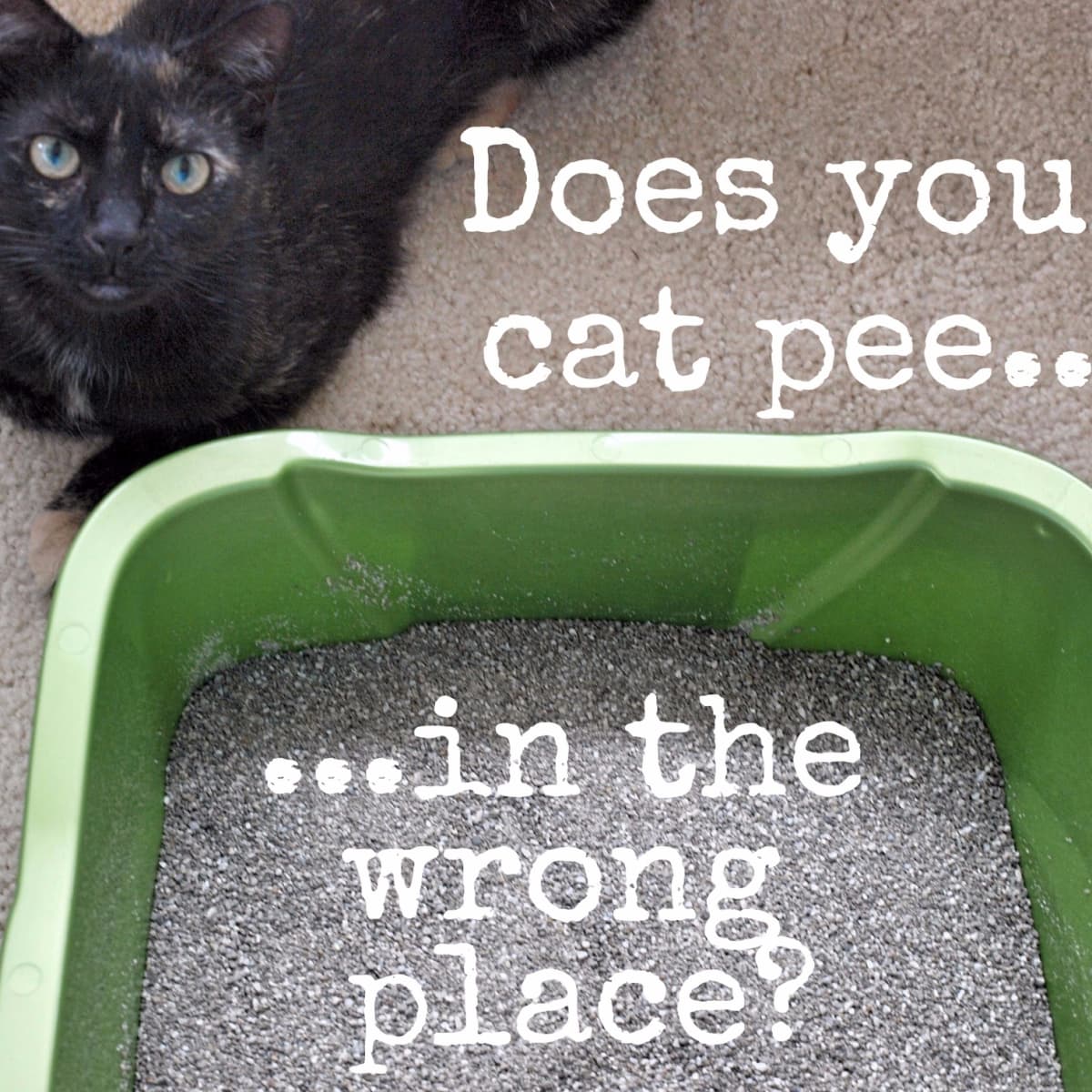 How to Get Rid of Sour Cat-Urine Odor 