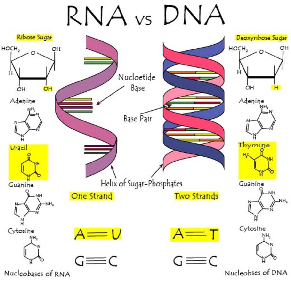 The Differences Between Dna And Rna Explained With Diagrams Owlcation