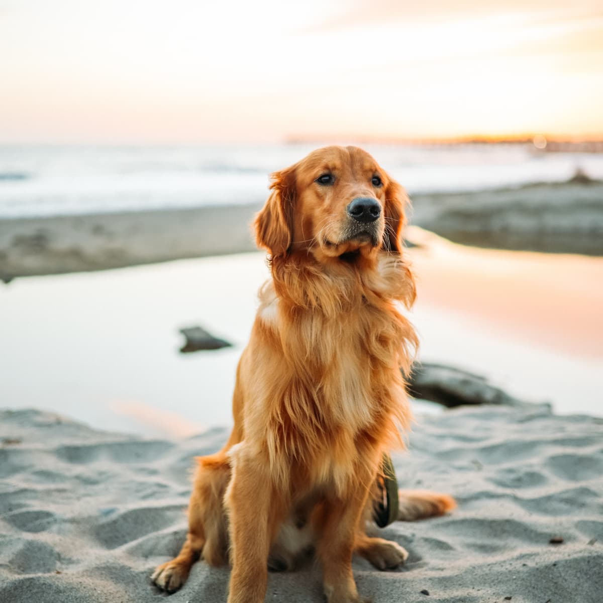 what to expect with a golden retriever? 2