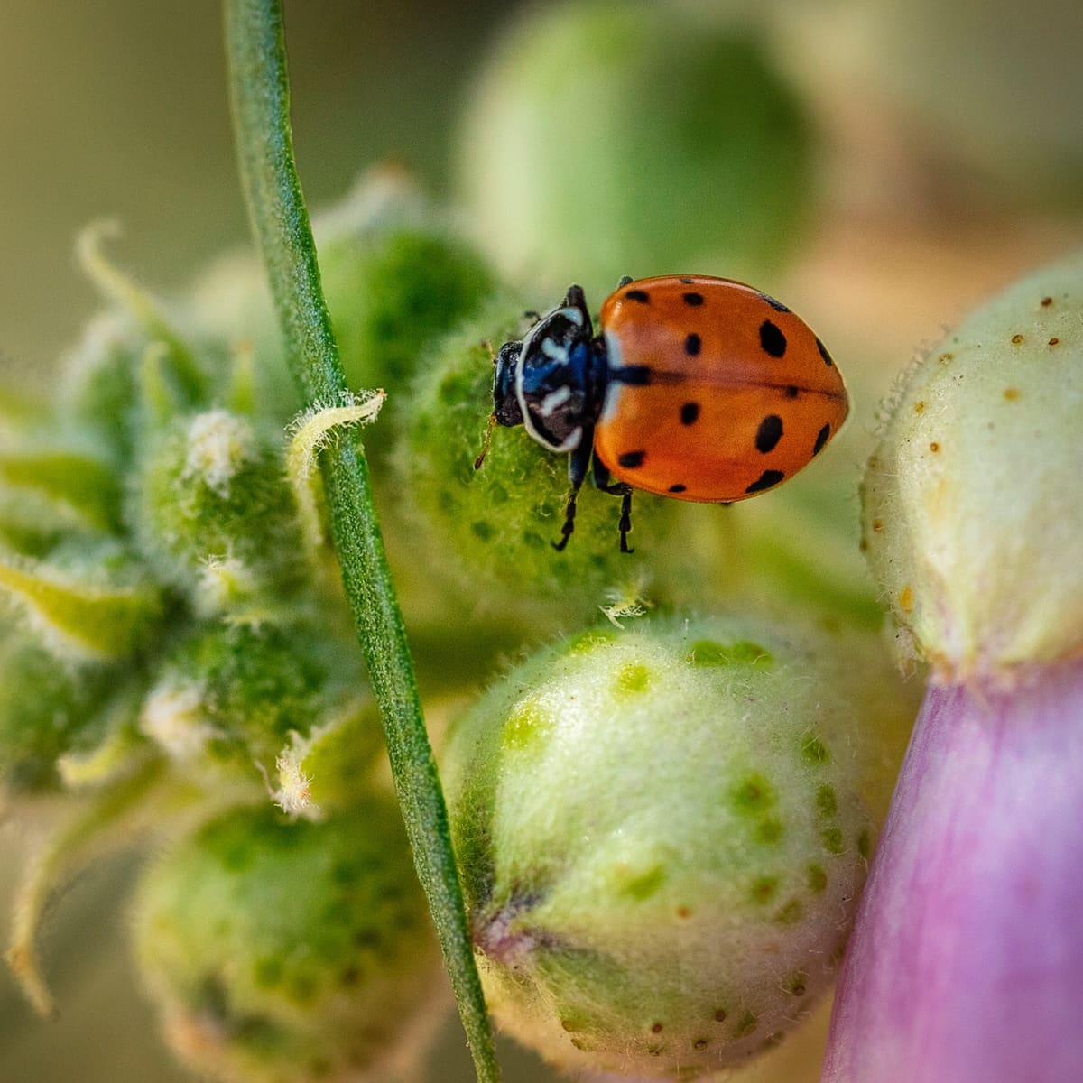 How to Control Aphids in Your Garden With Ladybugs and Soap