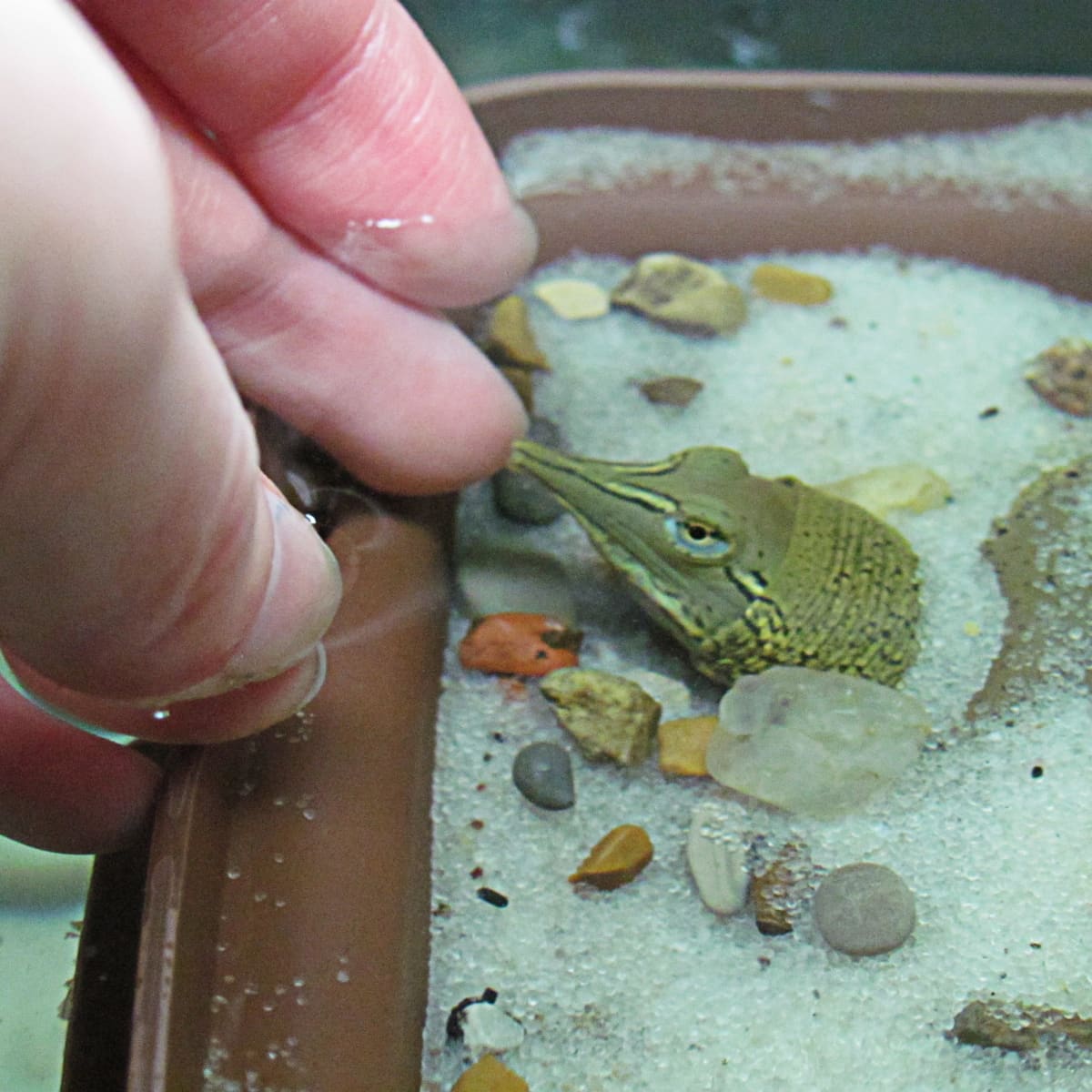 How to Set Up an Aquarium for a Baby Softshell Turtle - PetHelpful