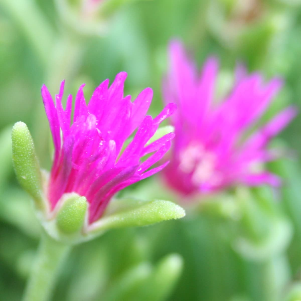 Delosperma Ground Cover Is The Hardy Ice Plant Right For Your Garden Dengarden