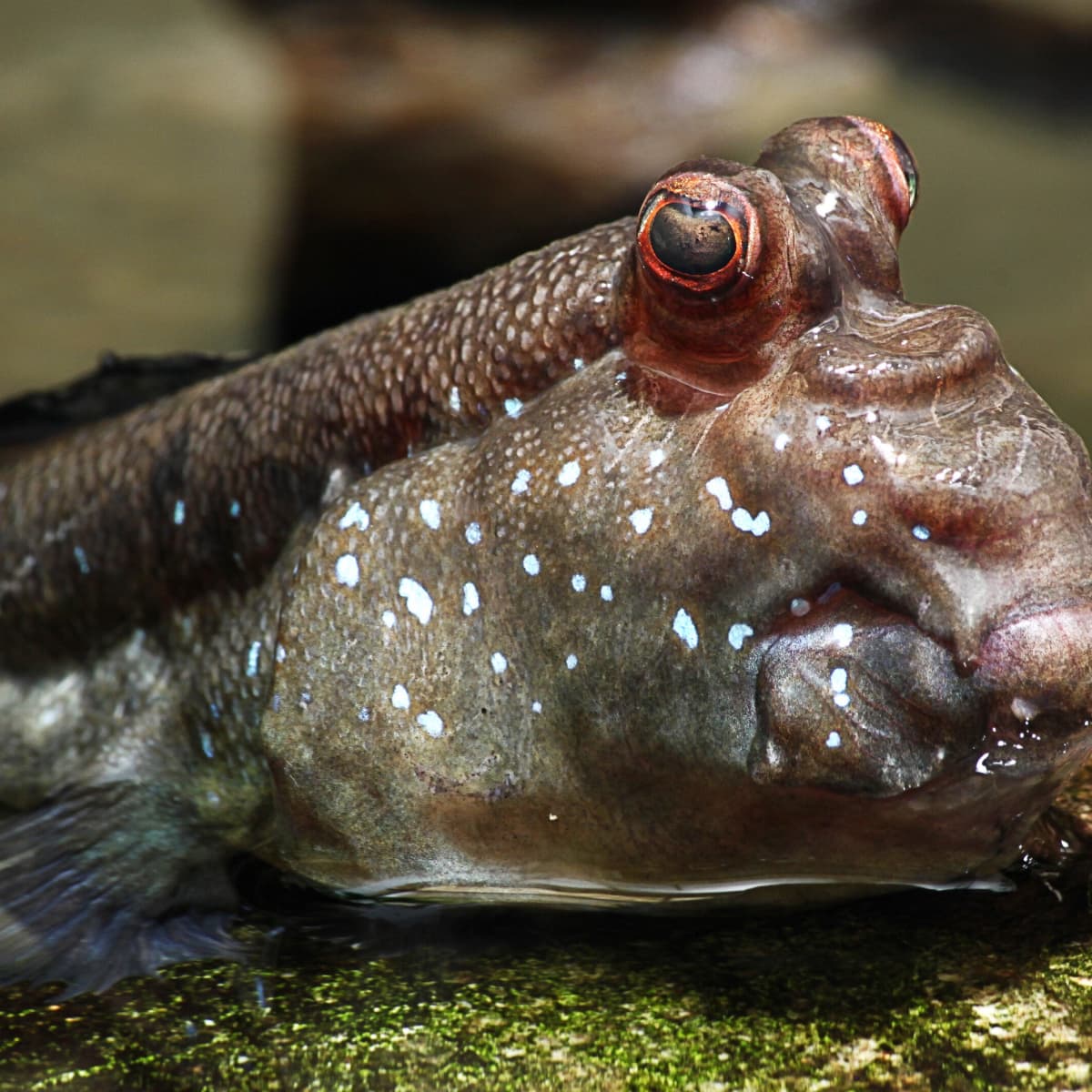 Mudskippers: Unusual Fish That Live on Land and in Water - Owlcation
