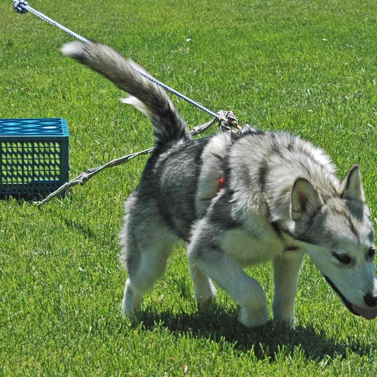 malamute pulling harness