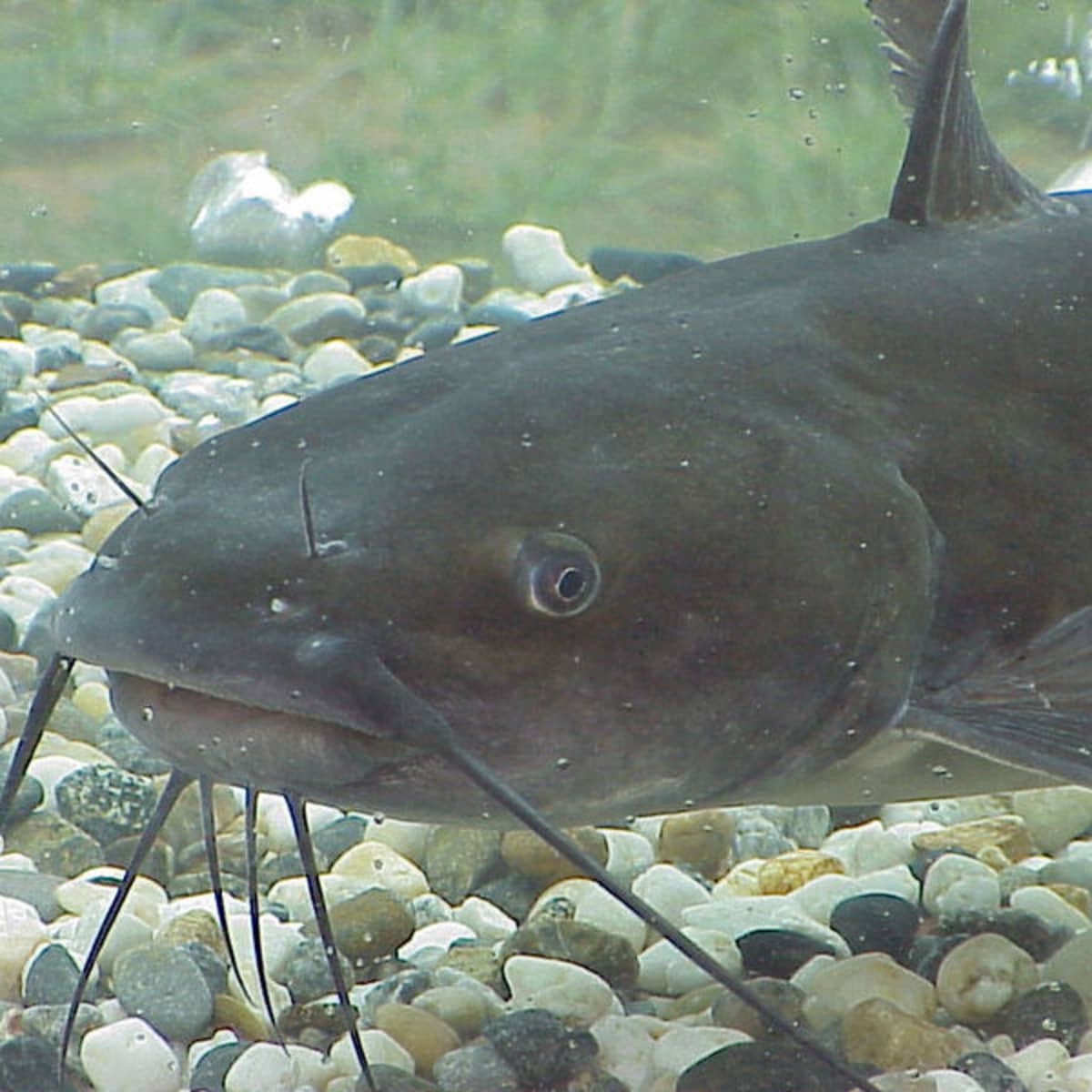 Where To Go Hillbilly Handfishin Places To Go Noodling Skyaboveus Outdoors