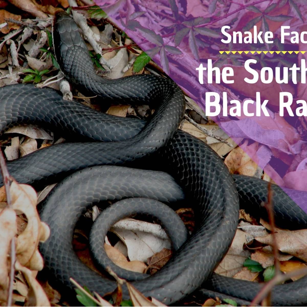 Facts About Southern Black Racer Snakes Owlcation