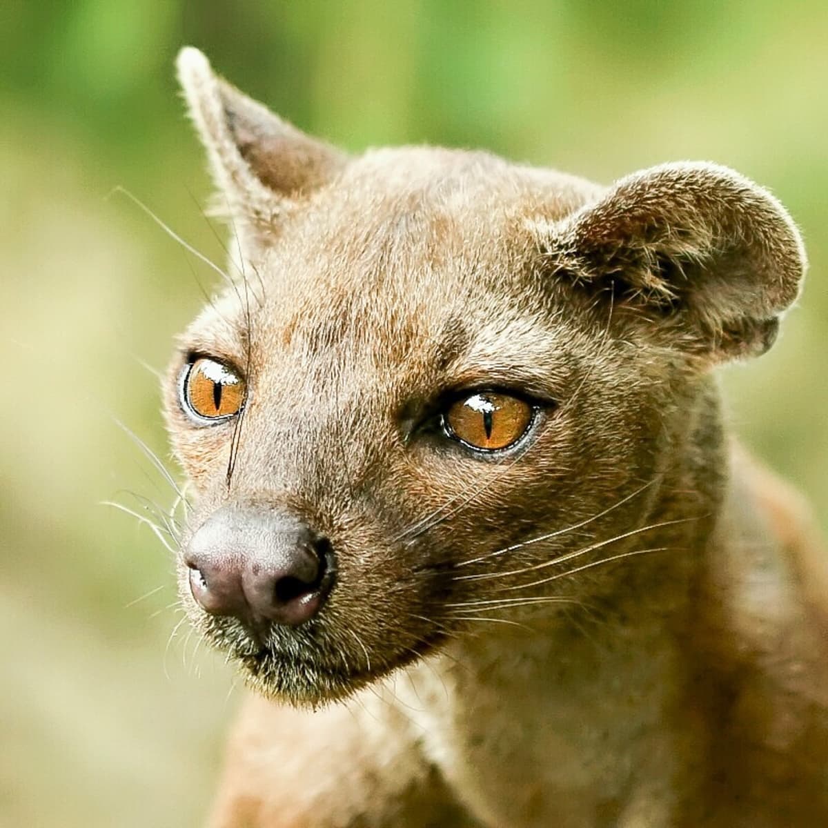 Fossa Facts: A Predator and Mongoose Relative in Madagascar - Owlcation