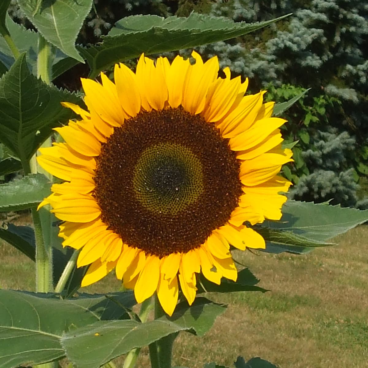 Mistakes to Avoid Harvesting and Roasting Sunflower Seeds   Dengarden