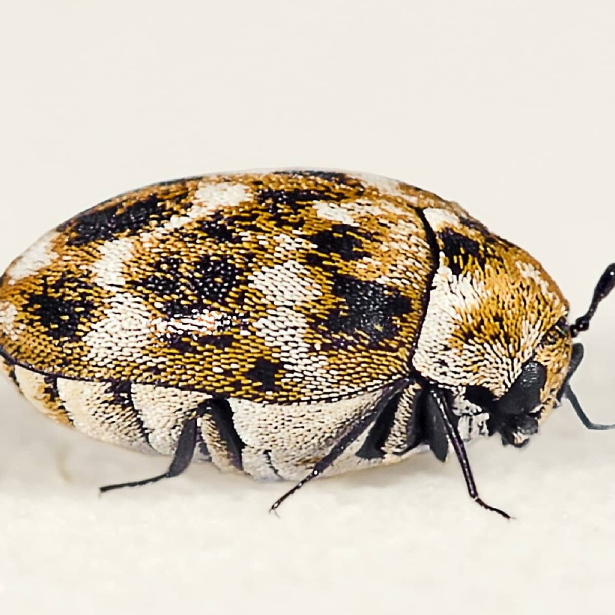 Carpet Flesh Eating And Trilobite Beetles Strange Insects Owlcation