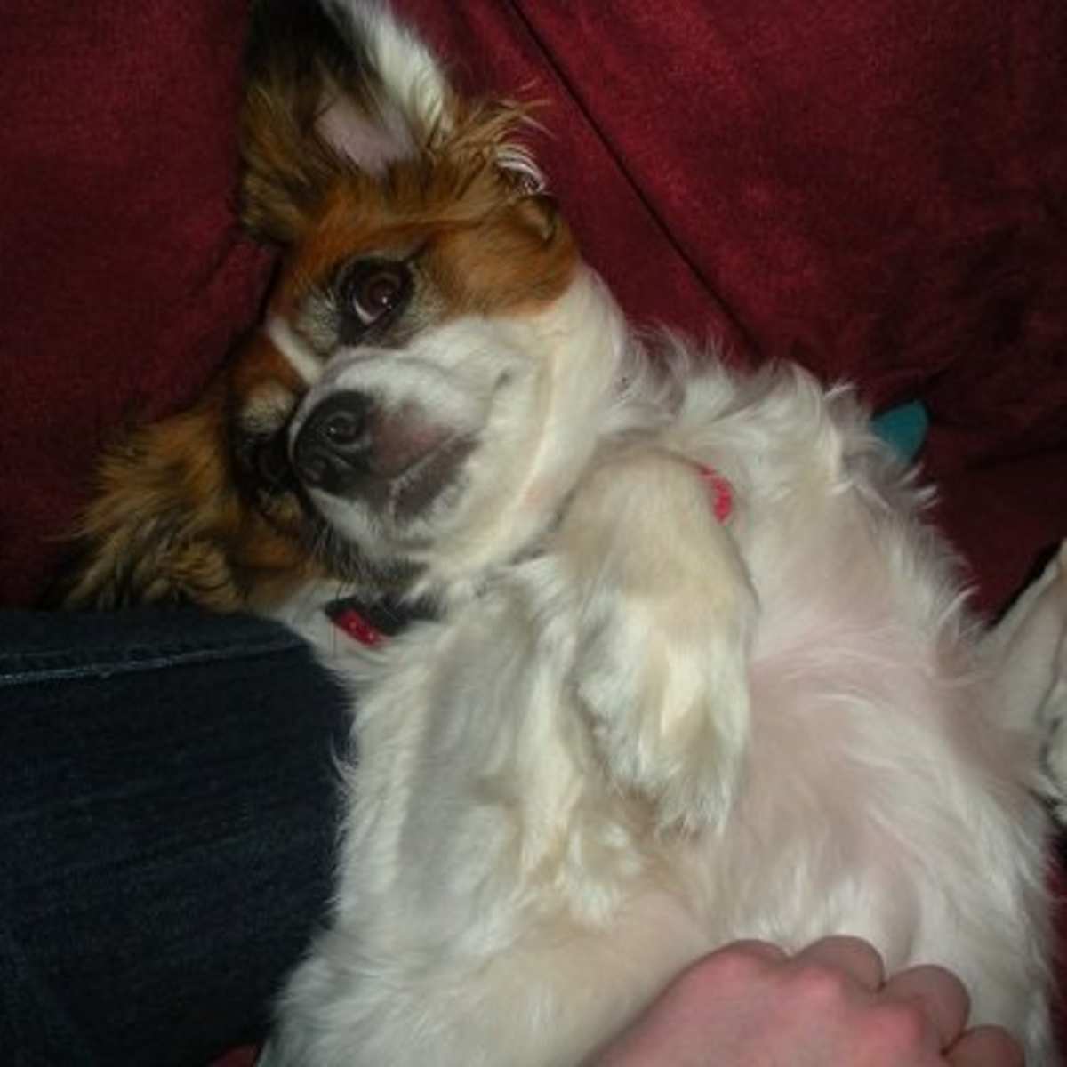 using dremel to trim dog nails