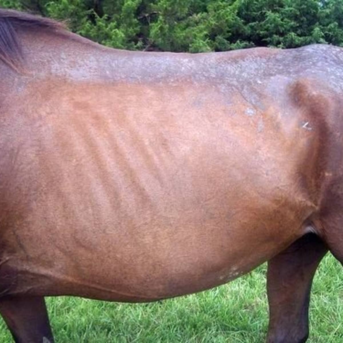 Treatment And Causes Of Rain Rot In Horses Dogs And Cats Pethelpful