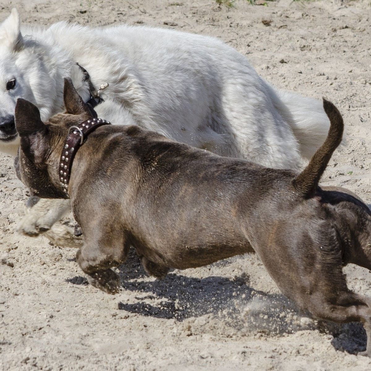 how to stop a dog from misbehaving