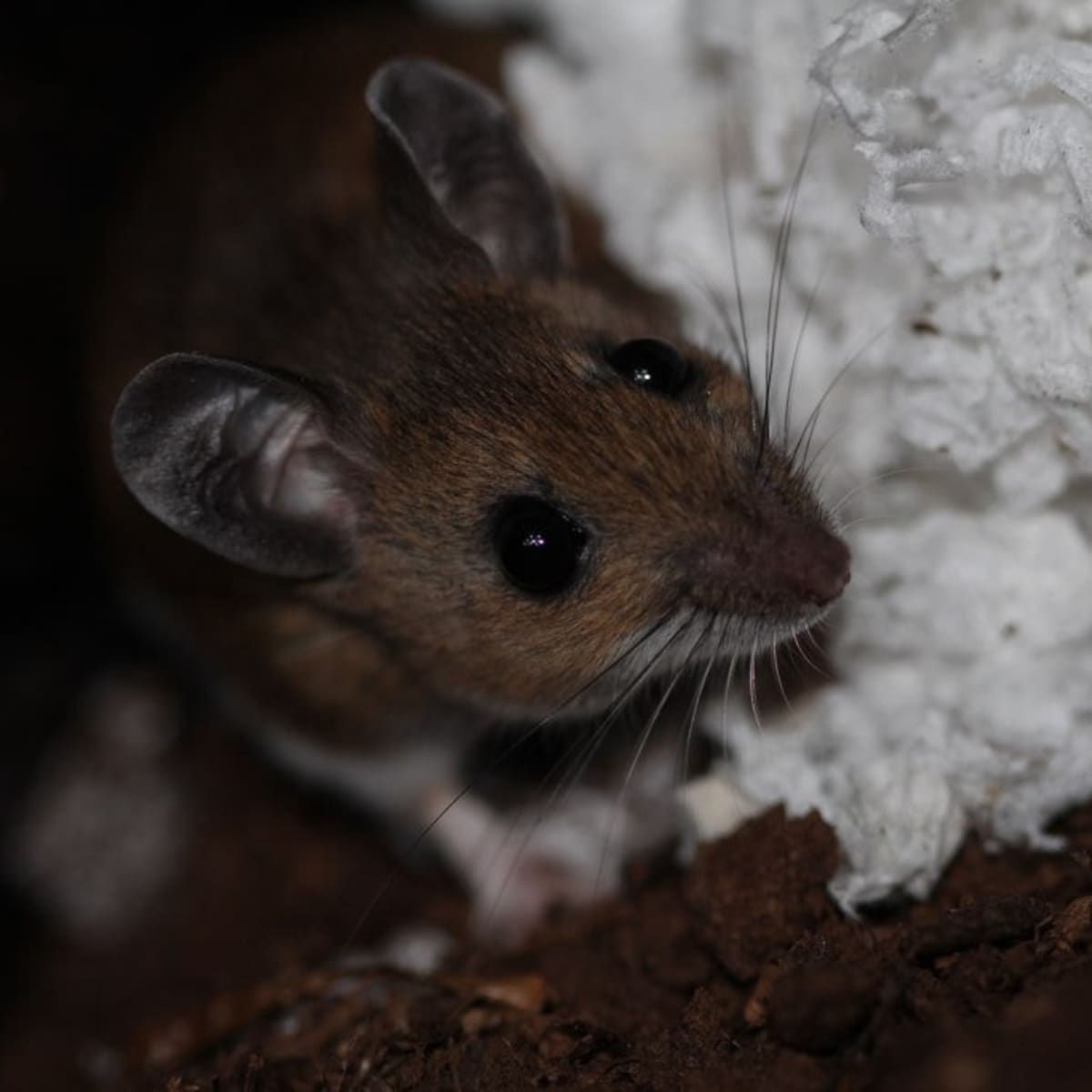 Mice In Your Attic Or Hvac System