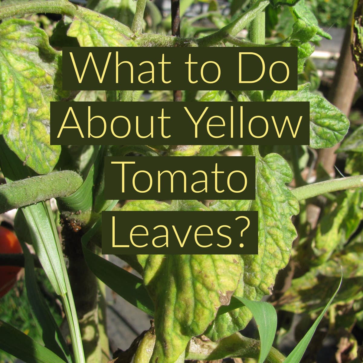 7 Causes & Cures Of Yellow Leaves On Tomato Plants - Dengarden