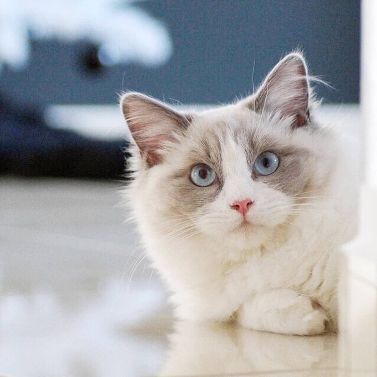 Ragdoll Cat Breed Facts, Photos, And Care Tips - Pethelpful