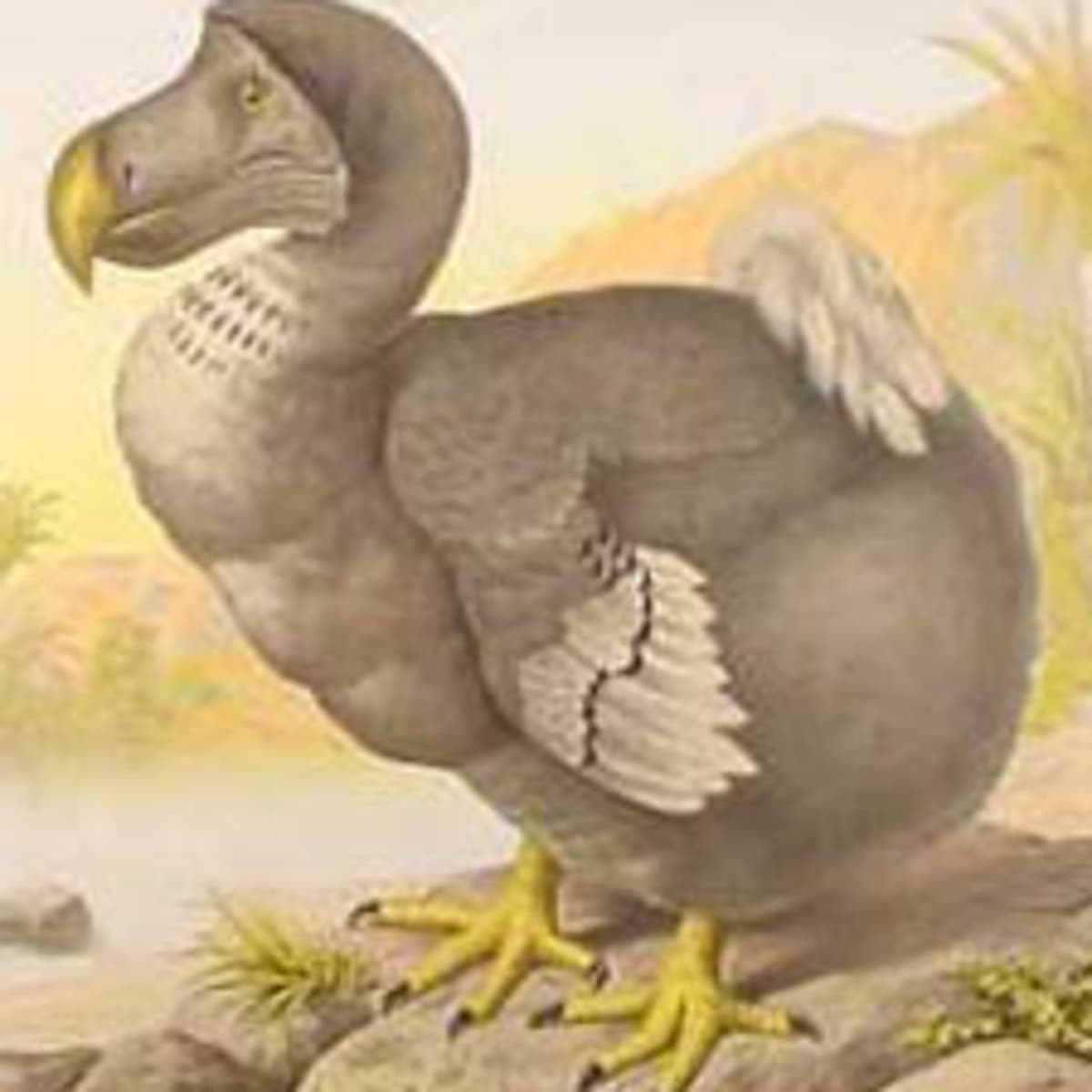 15 Extinct Bird Species & Possible Reasons for Their Extinction - Owlcation
