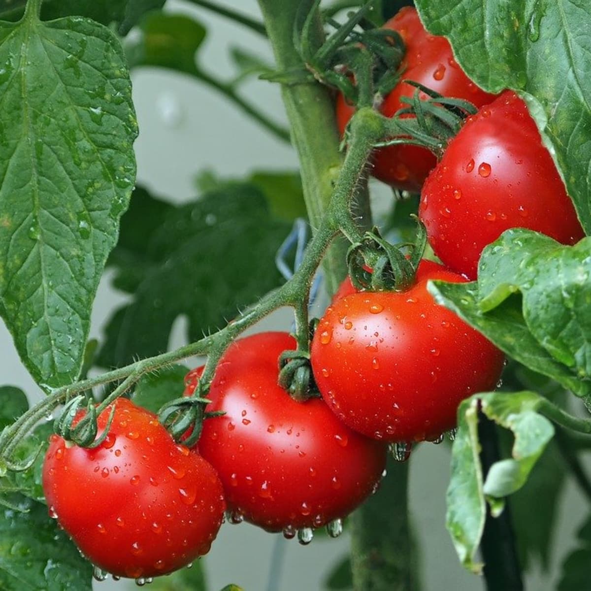 How To Get Tomato Plants Growing Better! 3 Tips To Power Tomato Plants