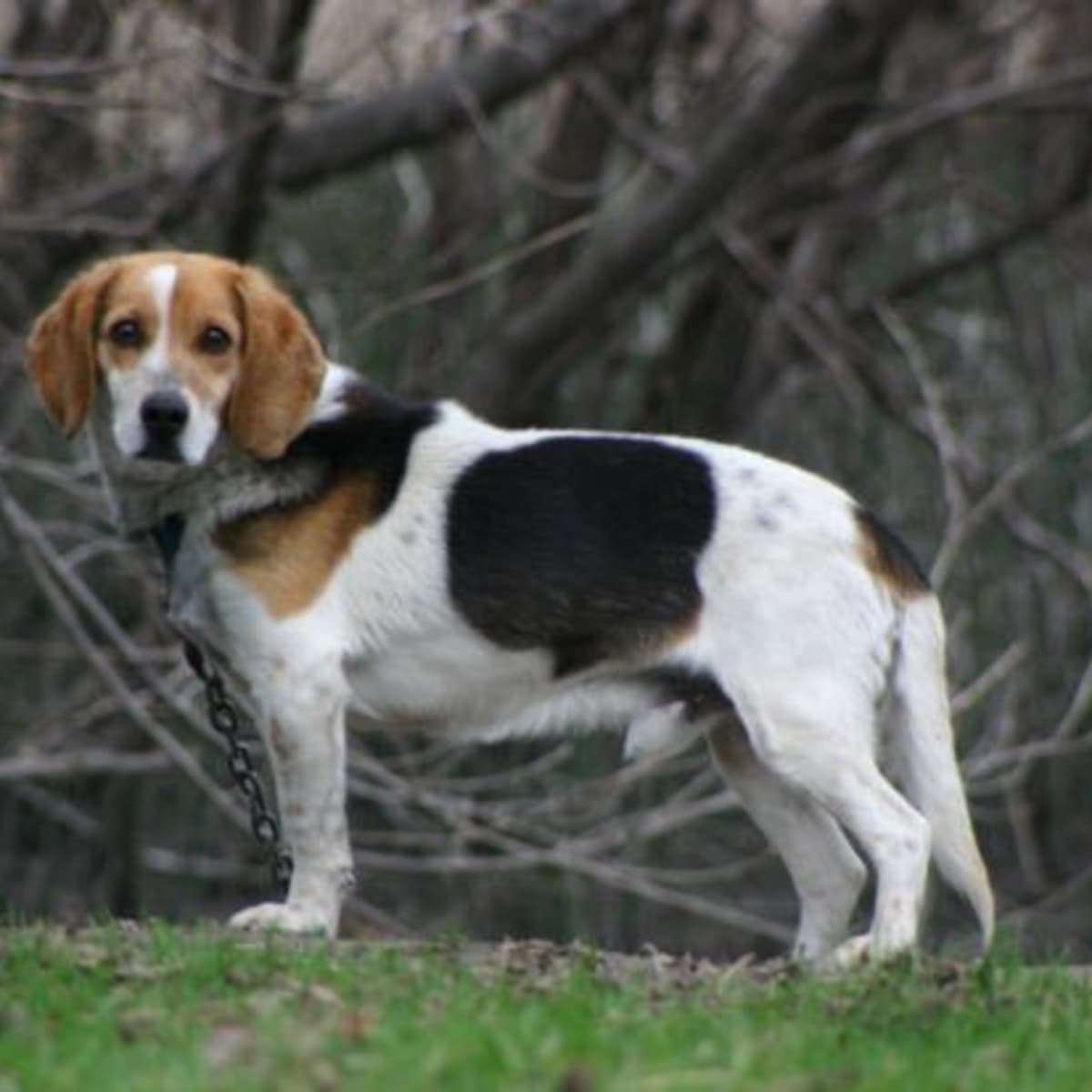 bluetick coonhound beagle mix puppy