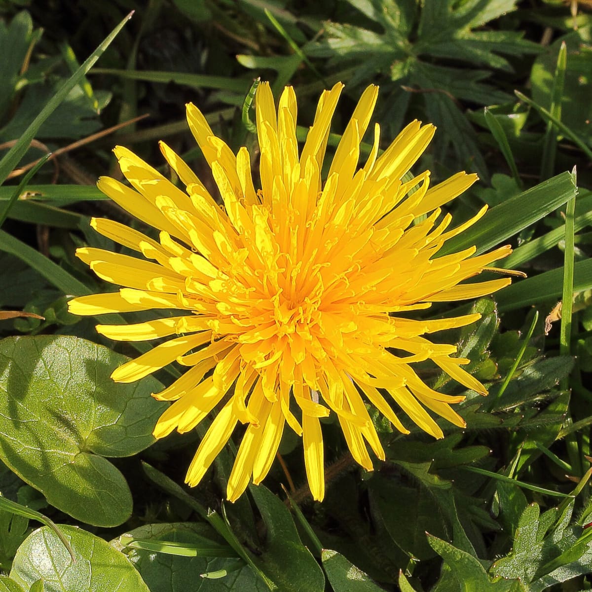 Common and Russian Dandelions: Nutrition, Latex, and Rubber - Owlcation