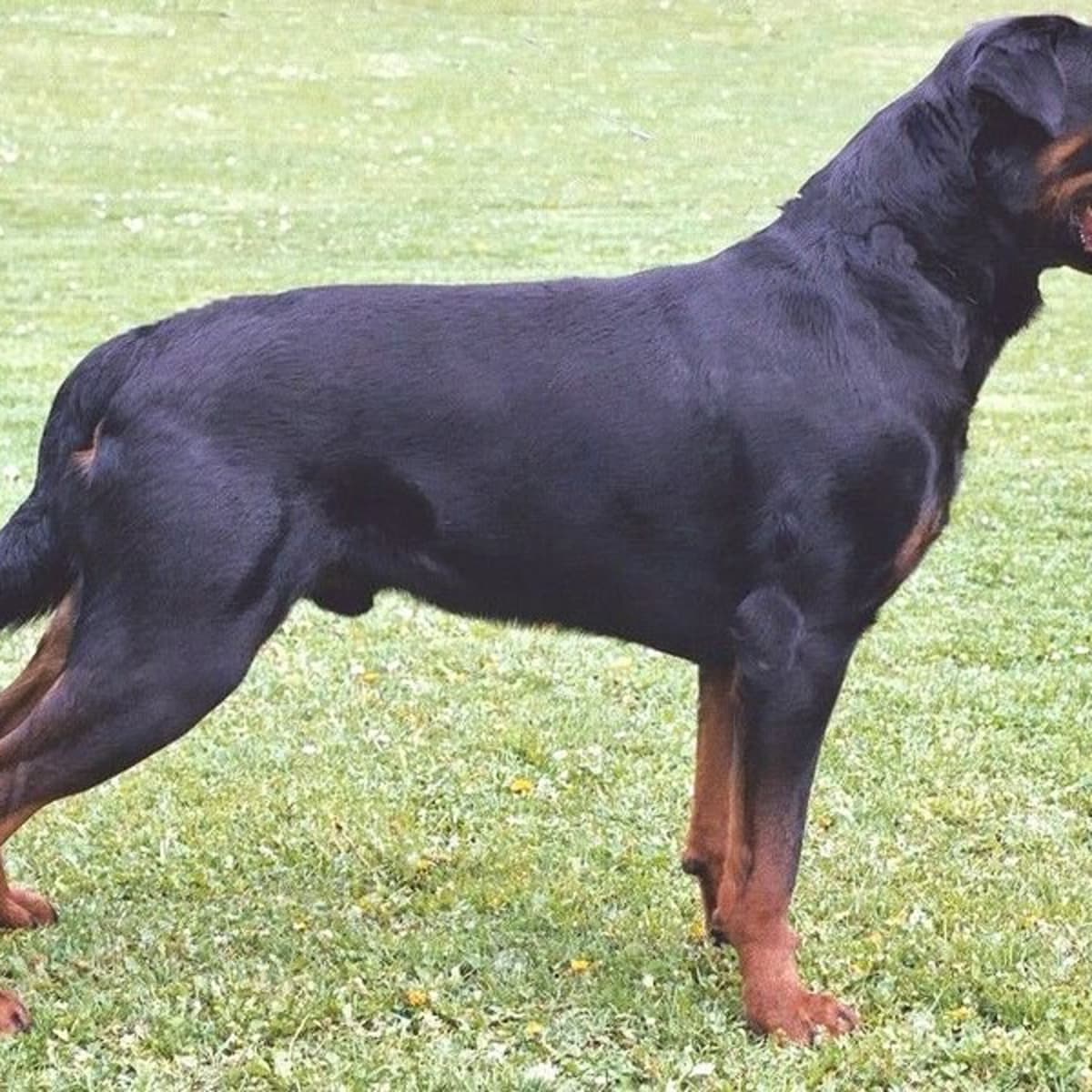 what dogs have short tails